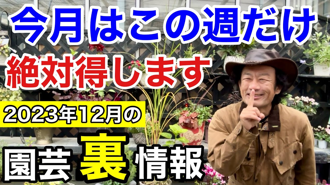 【ここだけの話】2023年12月買って損するもの得するもの正直に教えます        【カーメン君】【園芸】【ガーデニング】【初心者】