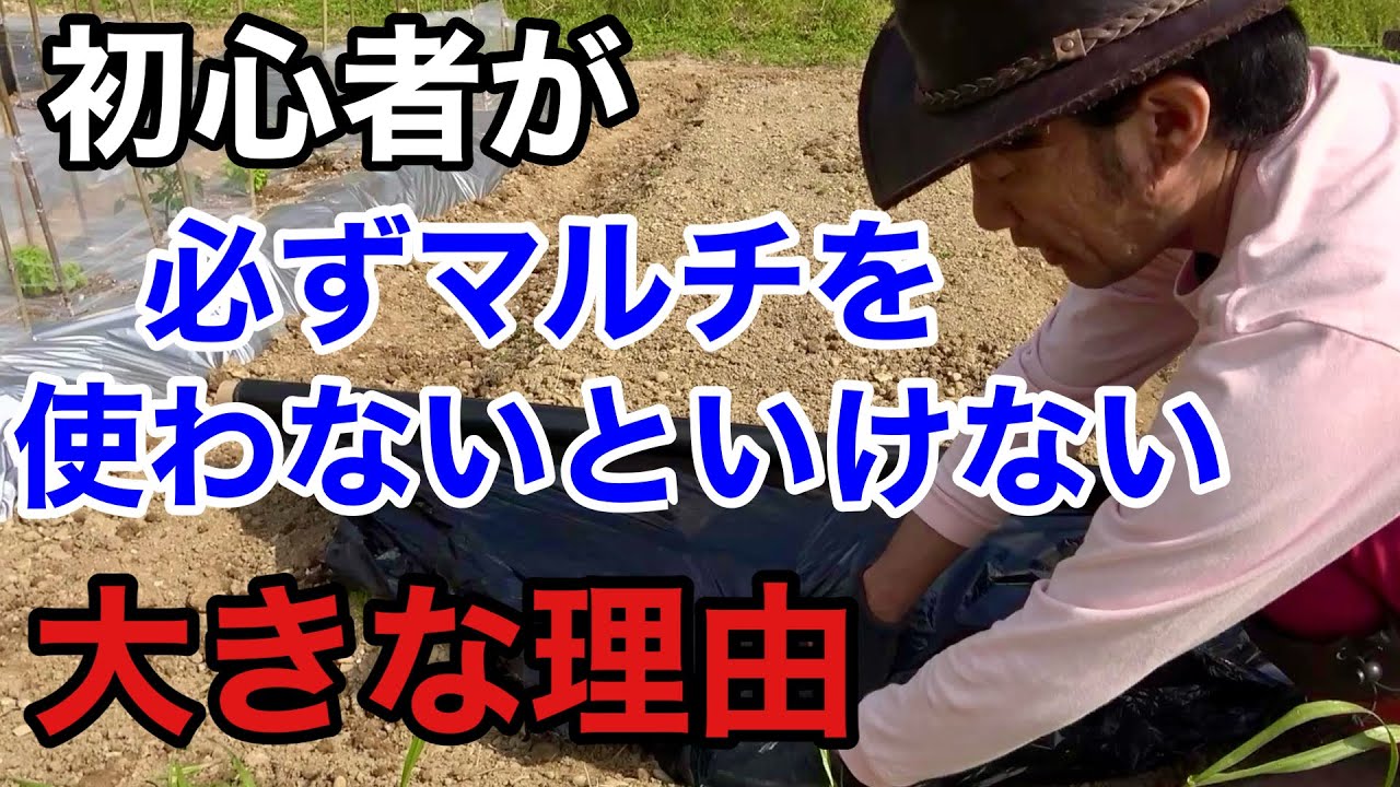 【目からウロコ】失敗しないマルチの賢い張り方教えます　　　【カーメン君】【園芸】【ガーデニング】【初心者】