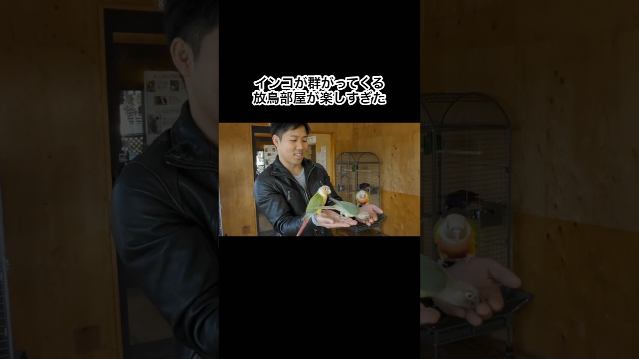 インコが群がってくる放置部屋が楽しすぎた #shorts