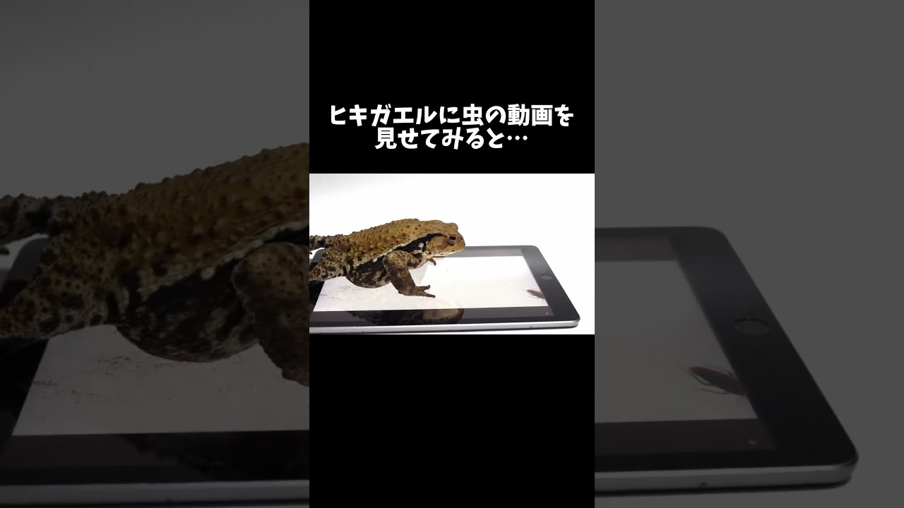 ヒキガエルに虫の動画を見せたら可愛すぎた　#shorts