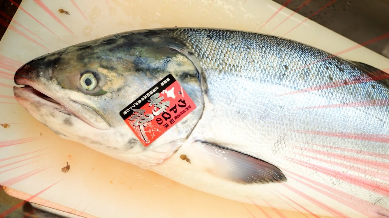 一般にはほぼ出回らない幻の鮭『特銀』をさばいて、珍味作りに挑戦してみた！【めふん】【氷頭】