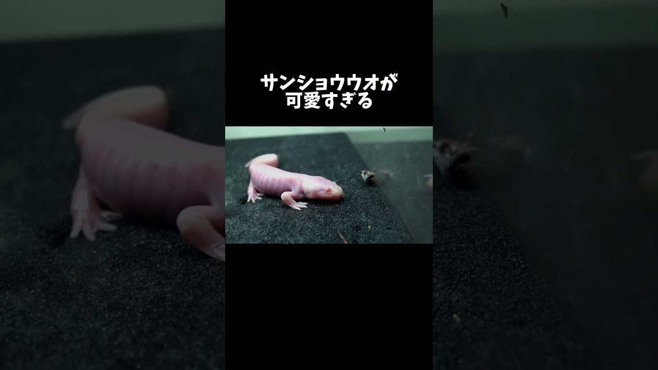 エサを取るのが下手すぎるサンショウウオが可愛すぎる #shorts