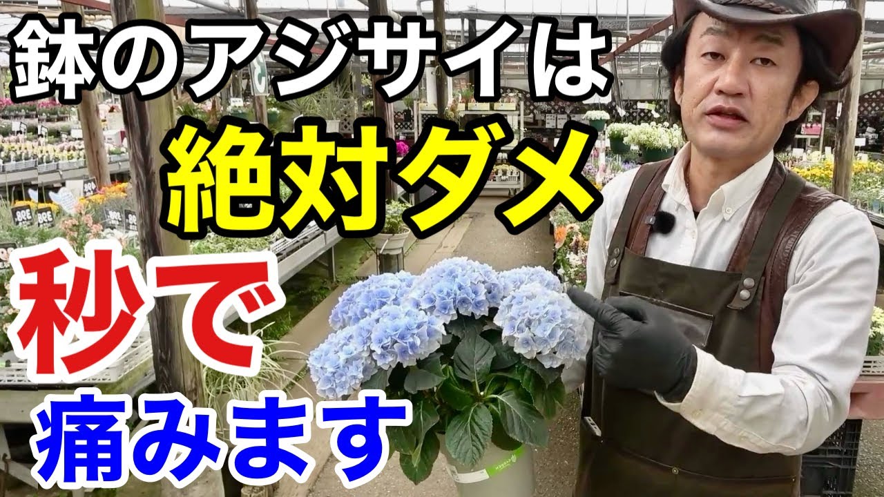 【長くもたせさせるコツ】実はこの時期の紫陽花はかなり危険なんです。　　　　　　　　　【カーメン君】【園芸】【ガーデニング】【初心者】