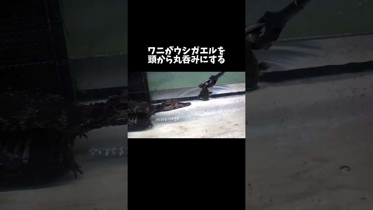 ワニがウシガエルを頭から丸呑みにする #shorts