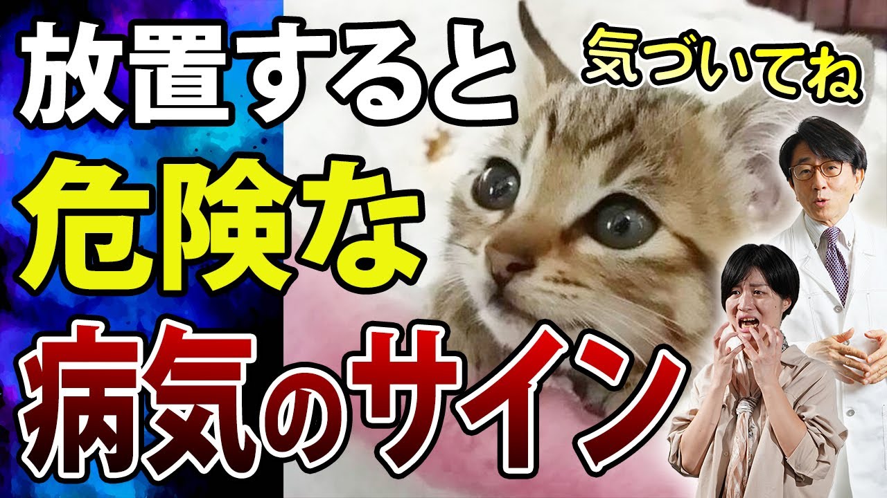 【危険】放置してはいけない病気のサインに気づけない猫がこちらです。