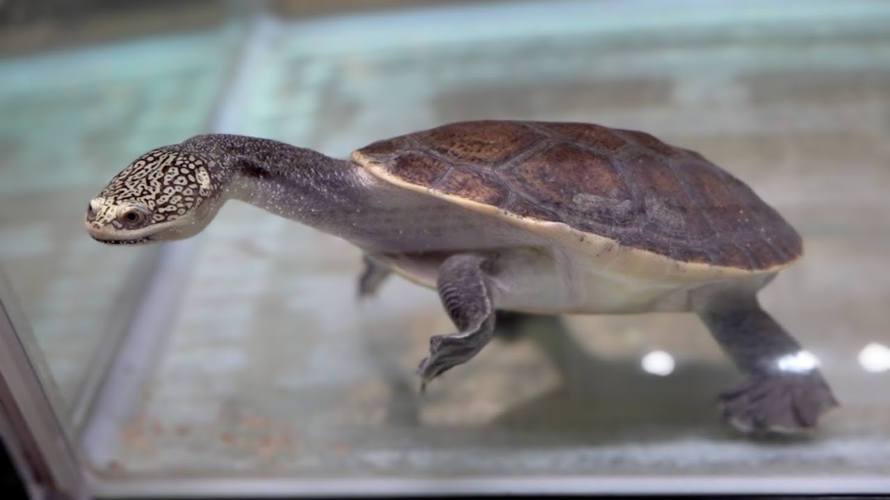 とんでもないカメを引き取りました