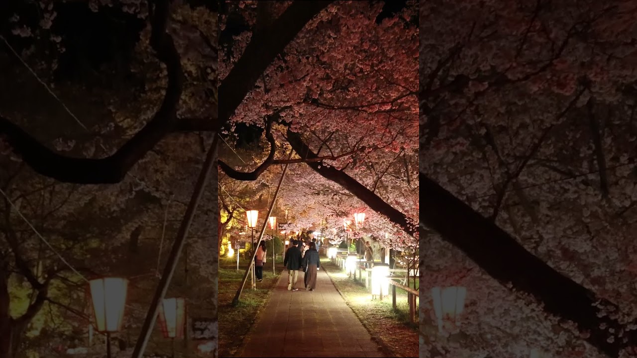 夜桜｜Yozakura #japanvlog #sakura
