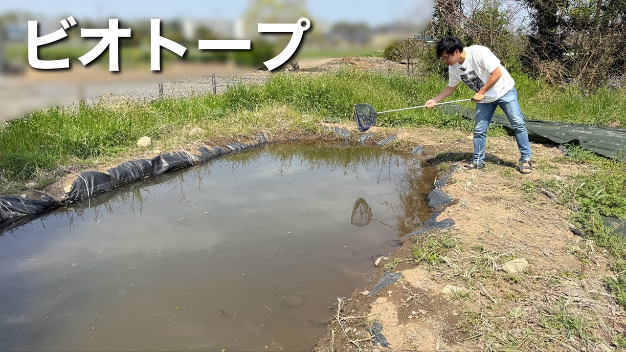 春になったビオトープにどんな生き物がいるのかガサガサしてみた