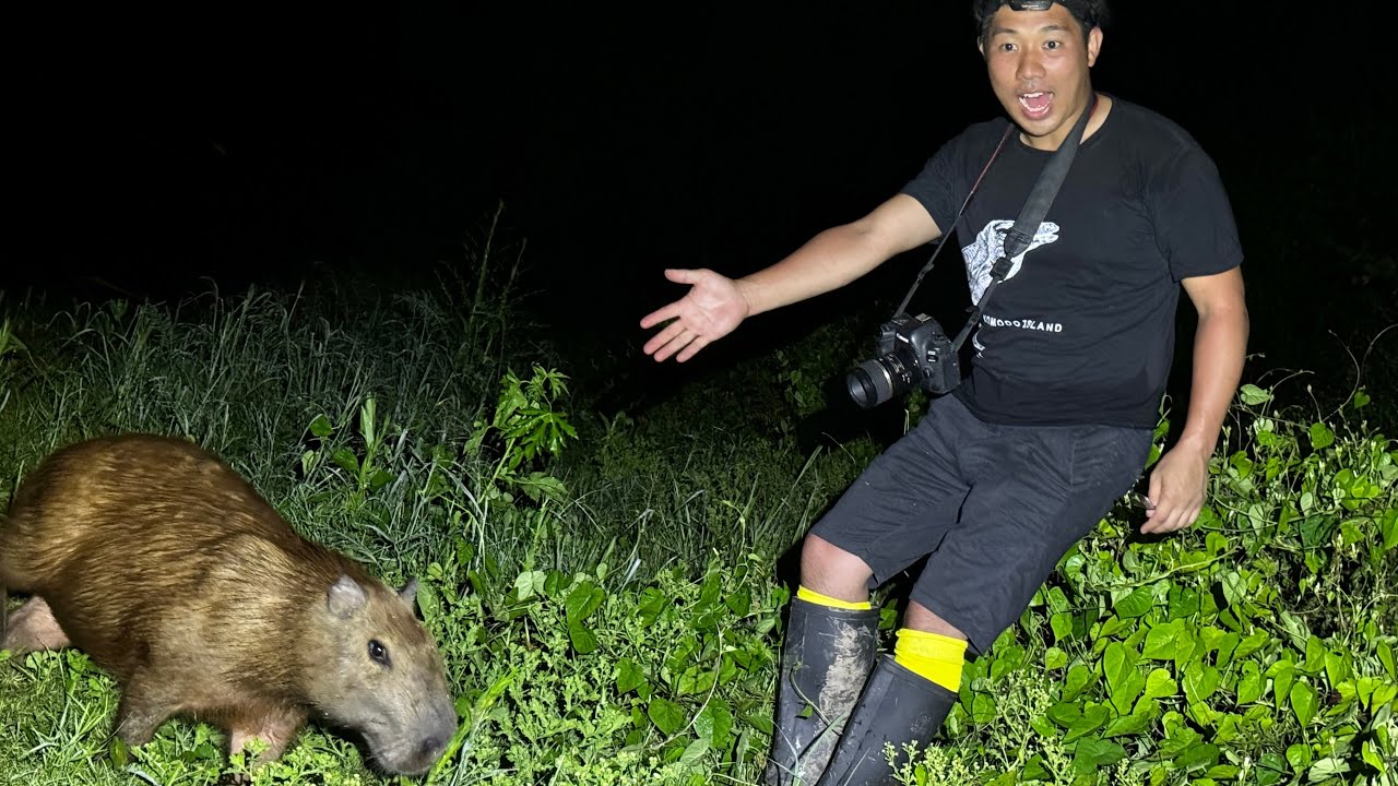 夜のアマゾン河で野生のカピバラに遭遇！