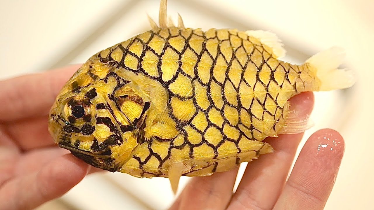 さばくのが一番難しい魚『マツカサウオ』をさばいて食べてみた