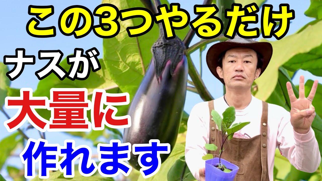 【どんどん実がなる】秋まで長く大量にナスを作る方法教えます　　　　【カーメン君】【園芸】【ガーデニング】【初心者】