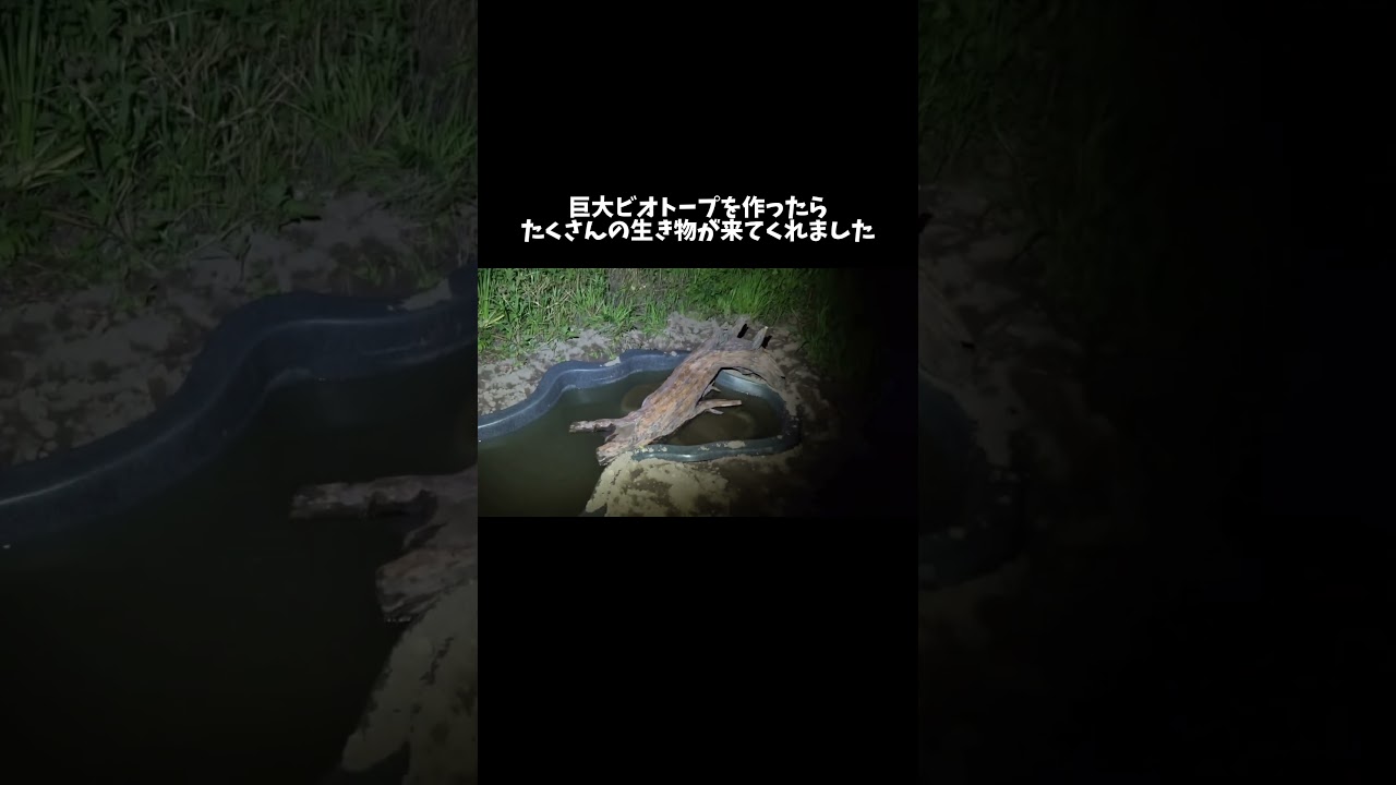 巨大ビオトープを作ったら3日で変化がありました　#shorts
