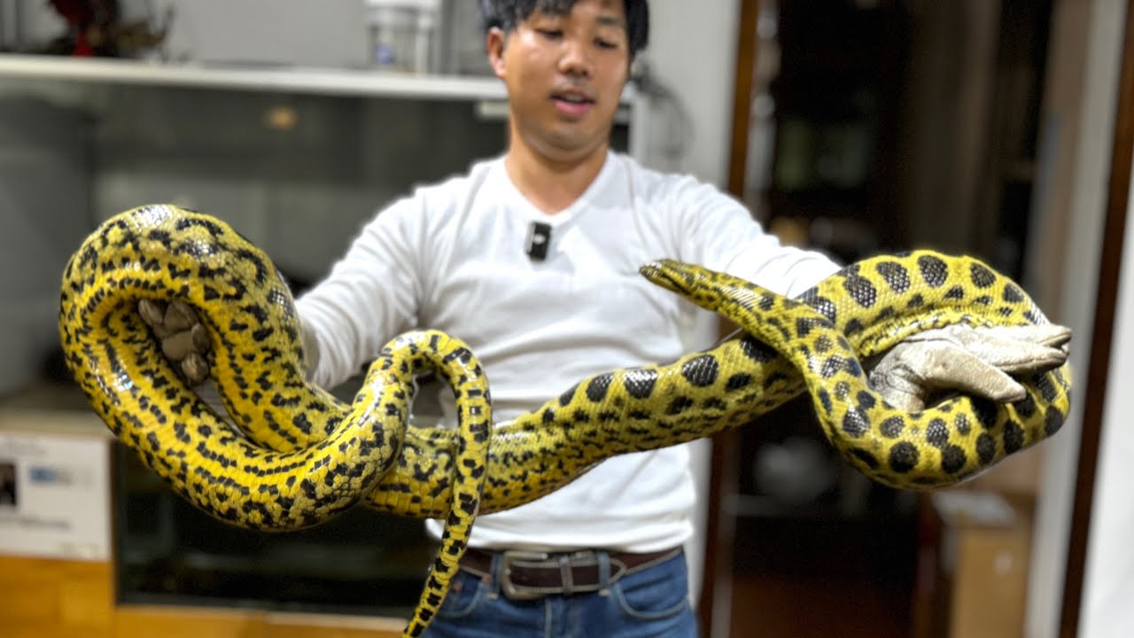 巨大なアナコンダの飼育を始めます