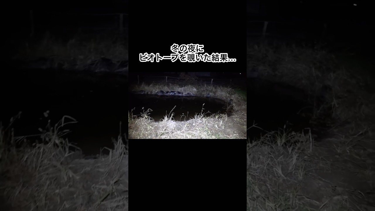 冬の夜のビオトープにあの生き物が大量発生していました　#shorts