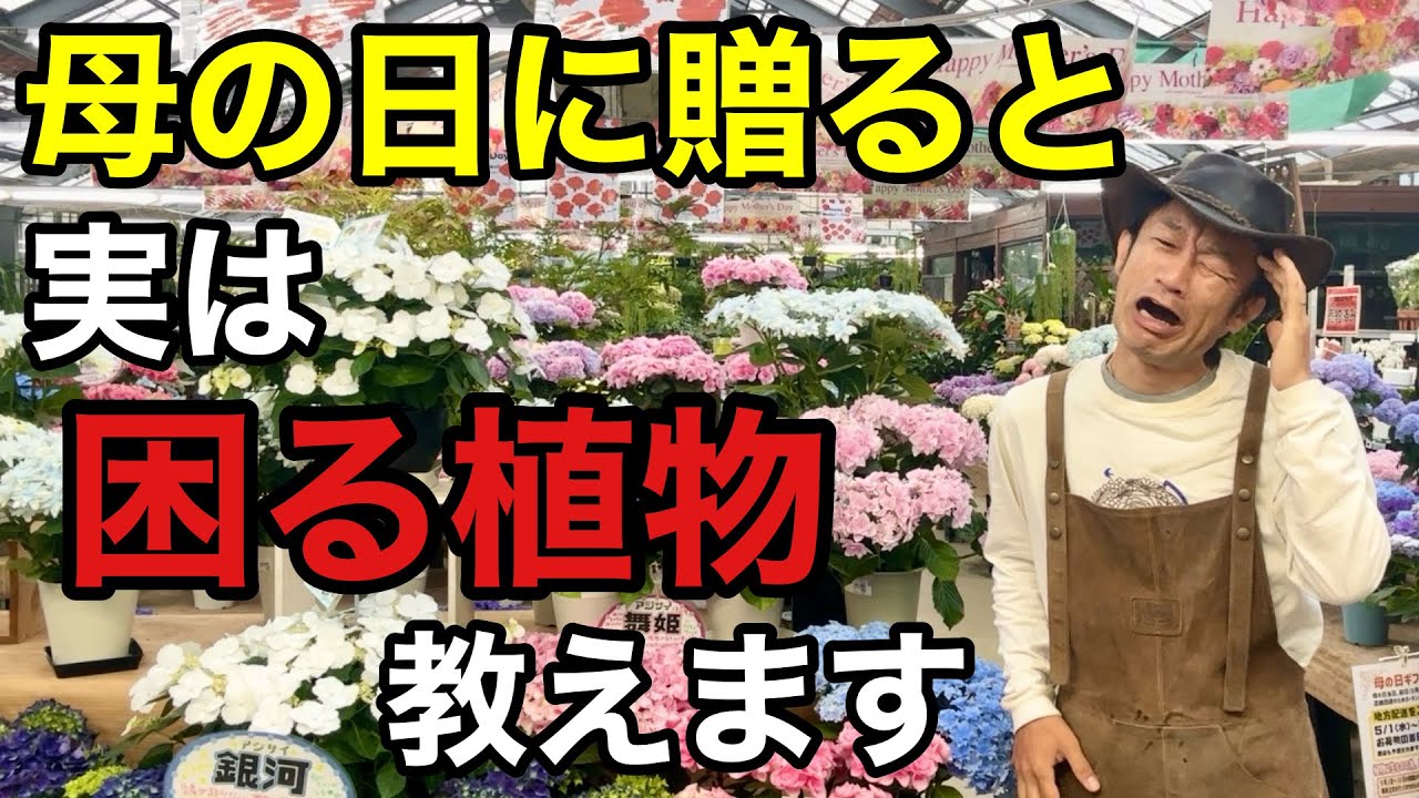 【正直に答えます】このお花のギフト実は〇〇なんです。　　　　　　　　　　　【カーメン君】【園芸】【ガーデニング】【初心者】