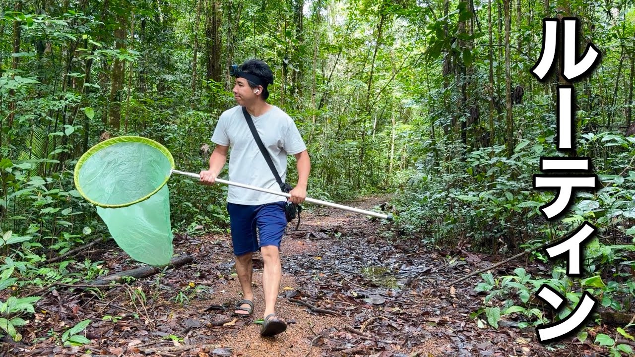 南米で昆虫採集をする時の１日のルーティン