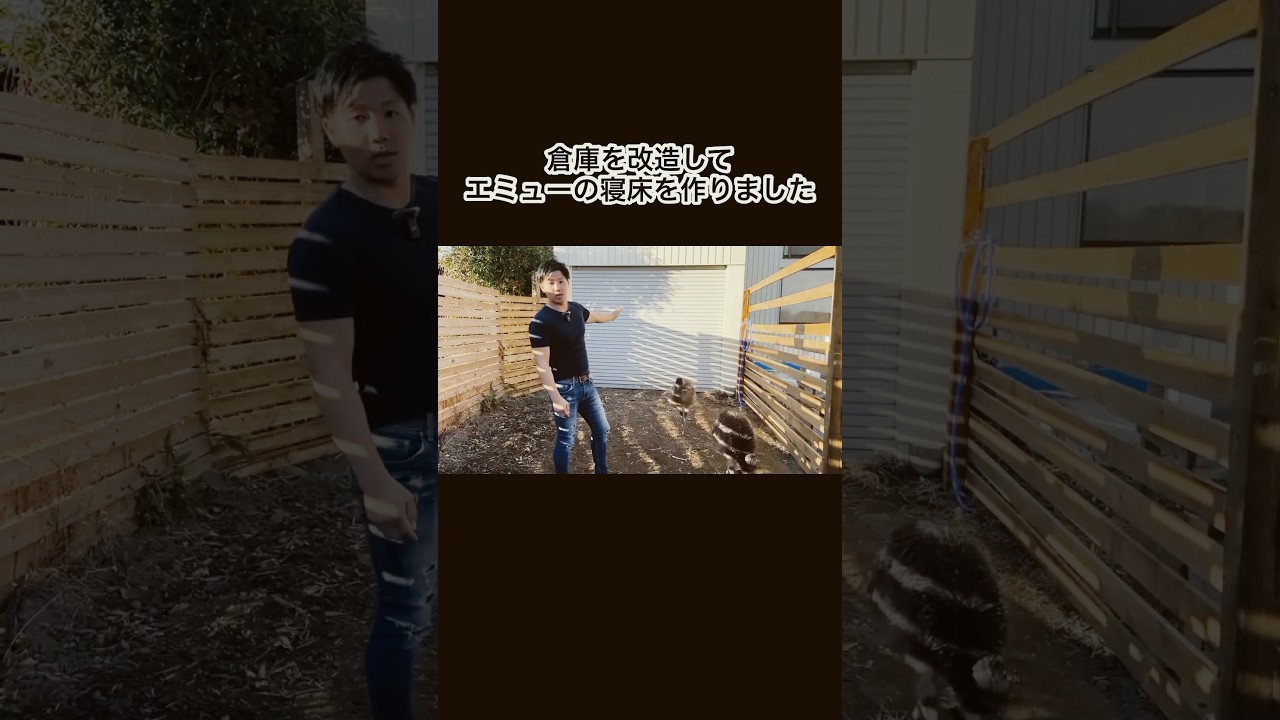 倉庫を改造してエミューの寝床を作りました　#shorts