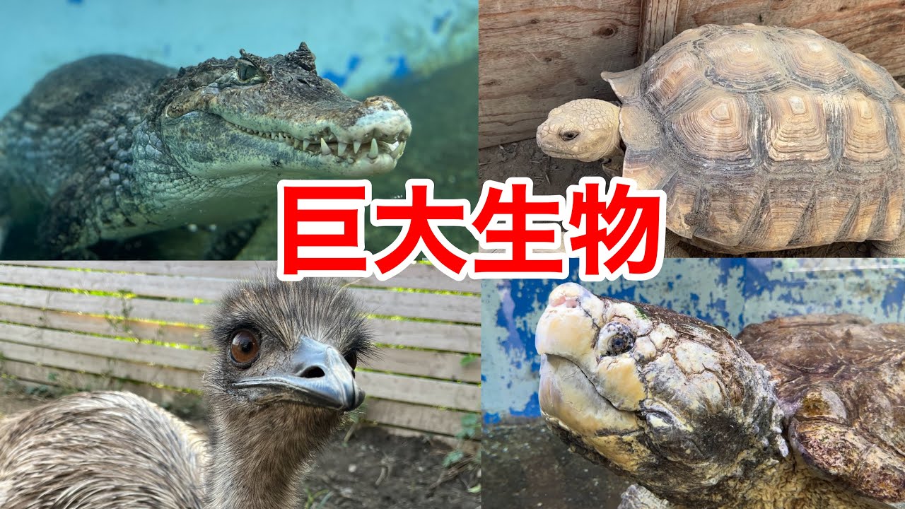 爬虫類館の巨大生物ランキングTOP１０を発表します