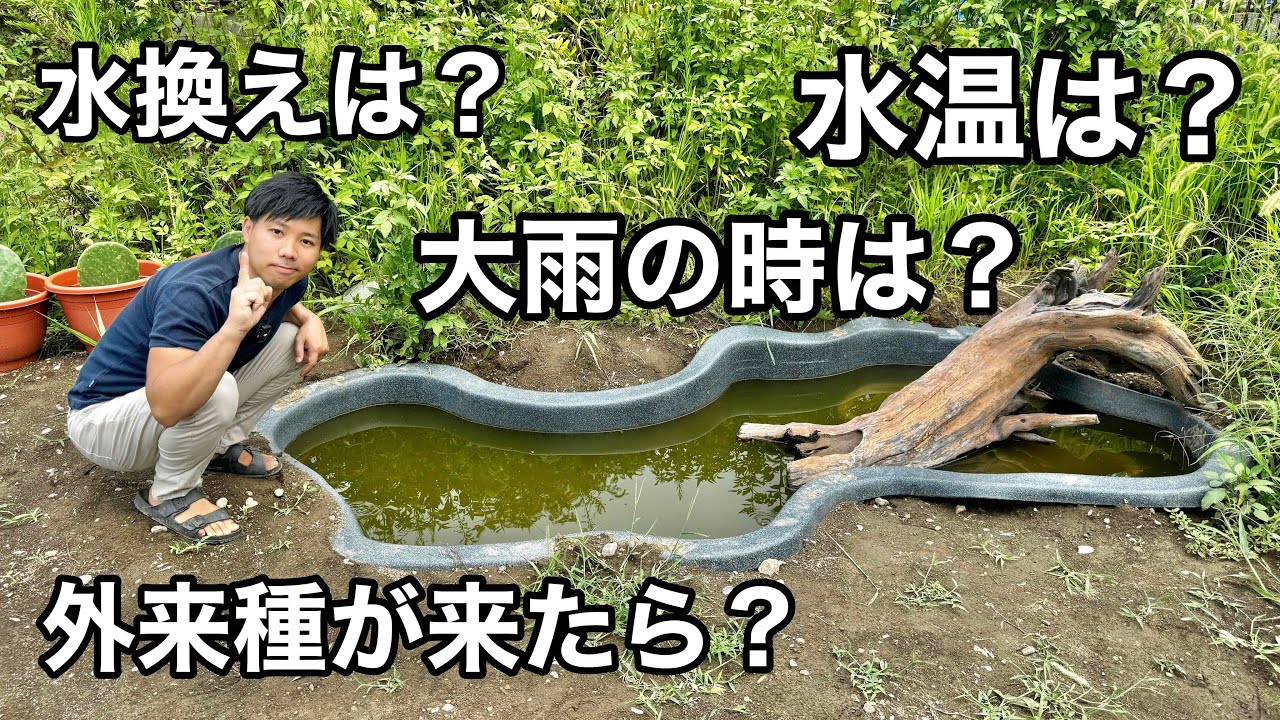 自宅ビオトープの疑問についてお答えします