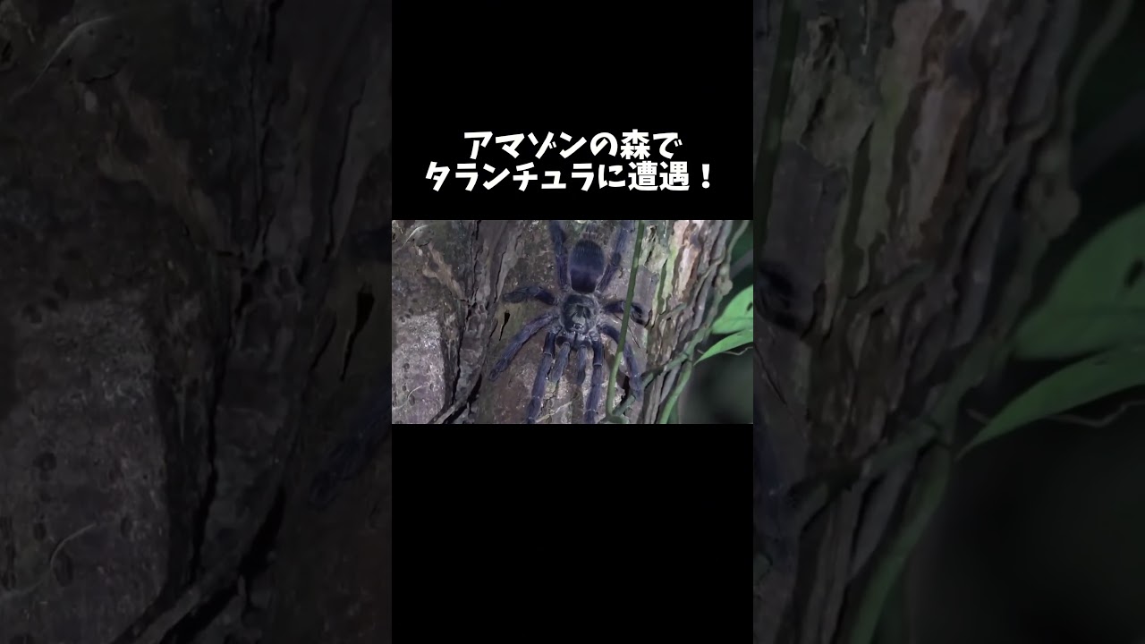 アマゾンの森でタランチュラに遭遇…！ #shorts
