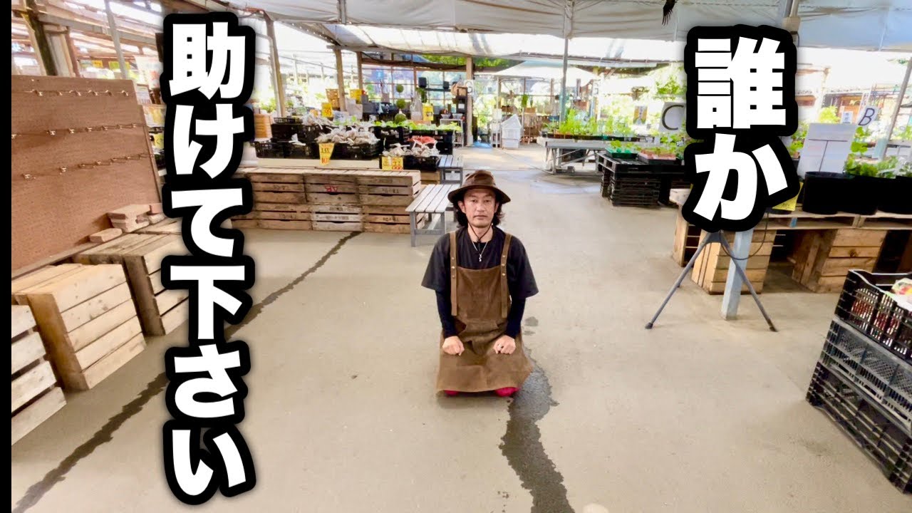 【やらかしました】皆様にお願いがあります　　　　　【カーメン君】【園芸】【ガーデニング】