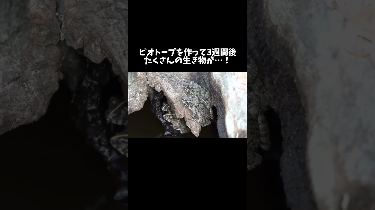 ビオトープを作って3週間後… #shorts