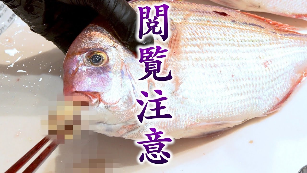 この動画は覚悟がある方だけ見てください。釣れた魚の口からとんでもない物が・・・。【水中映像あり】
