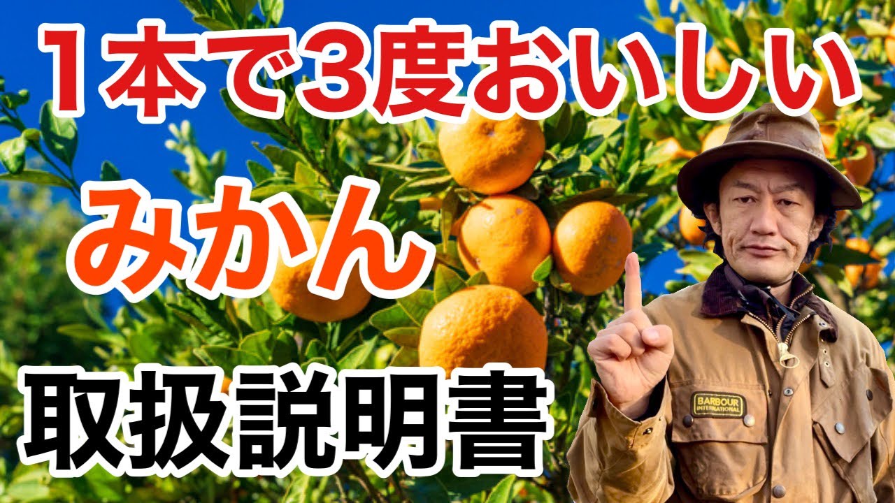 【これは知りたい】みかんが自宅で簡単に育てれます　　　        【カーメン君】【ガーデニング】【初心者】