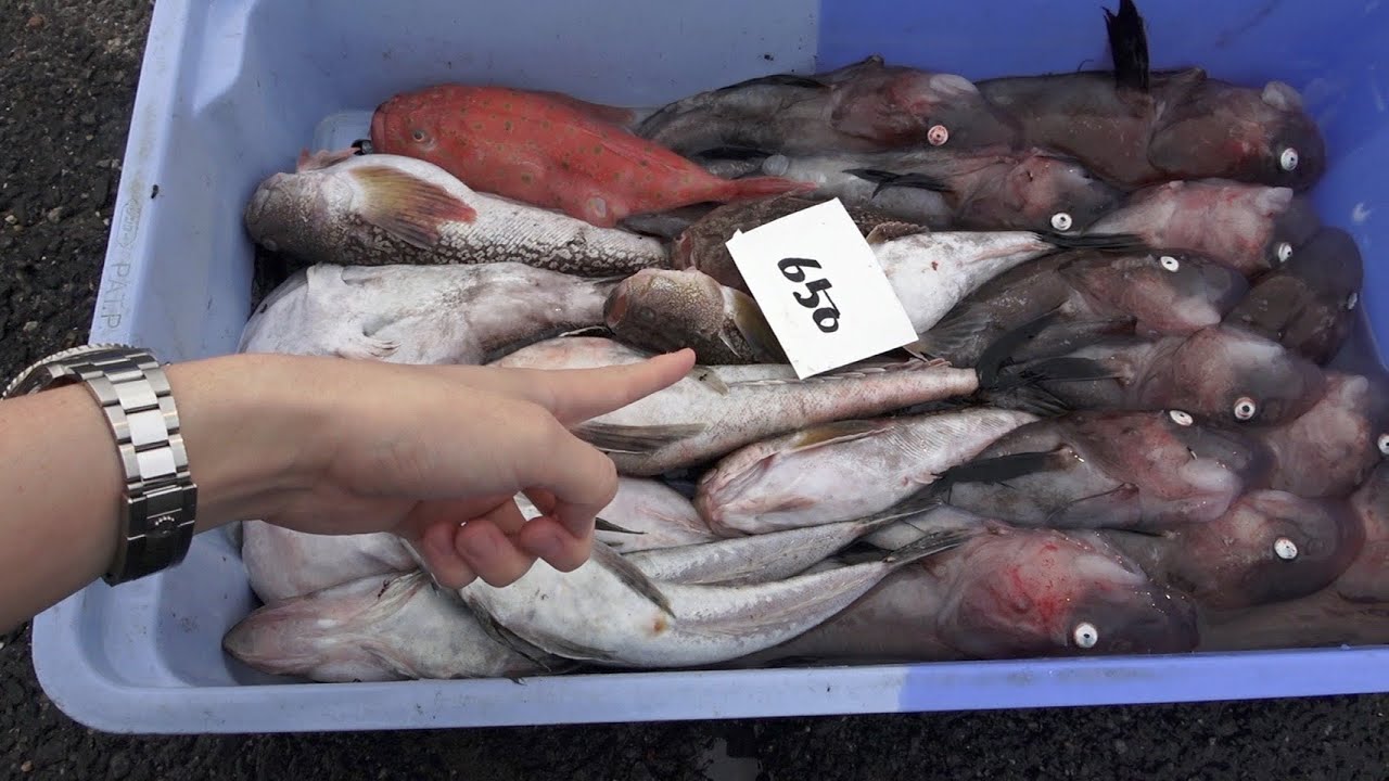 市場の片隅に『６５０円』でとんでもない魚しか入っていない魚セットが売られていたから即買い