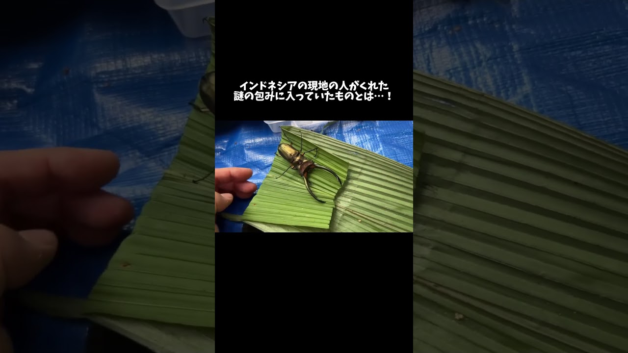 インドネシア人がくれた謎の小包みに入っていたものとは…？！　#shorts