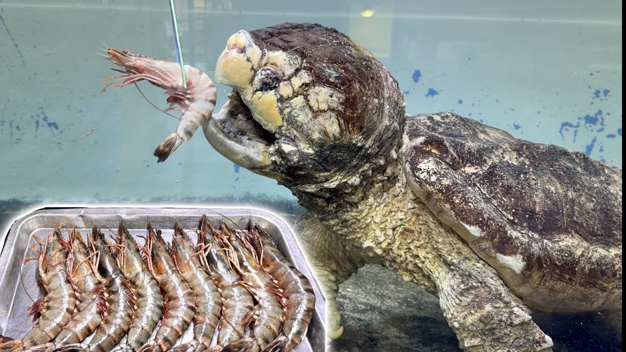 腹ペコのワニガメが巨大なエビを次々と丸呑みにする
