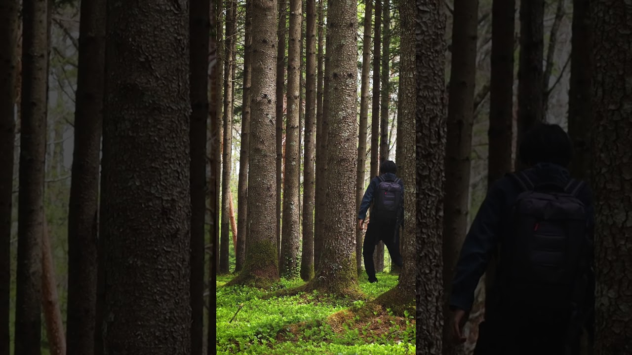 トウヒの森 #shorts