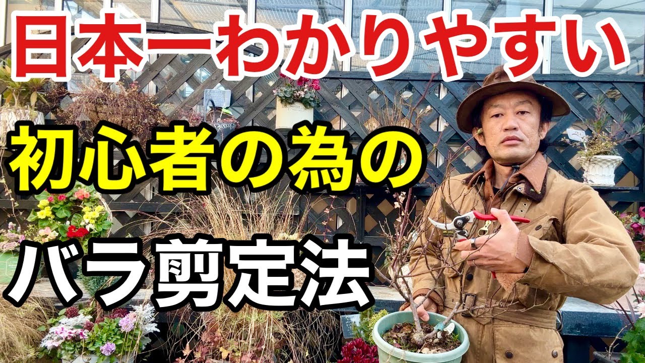 【一目瞭然】1番大事なバラの冬の剪定方法教えます　　　　【カーメン君】【デビッドオースチン】【初心者】