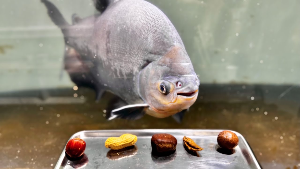 木の実を噛み砕く"ナッツクラッカー''と呼ばれる魚に５種類の木の実を与えてみた結果・・・！