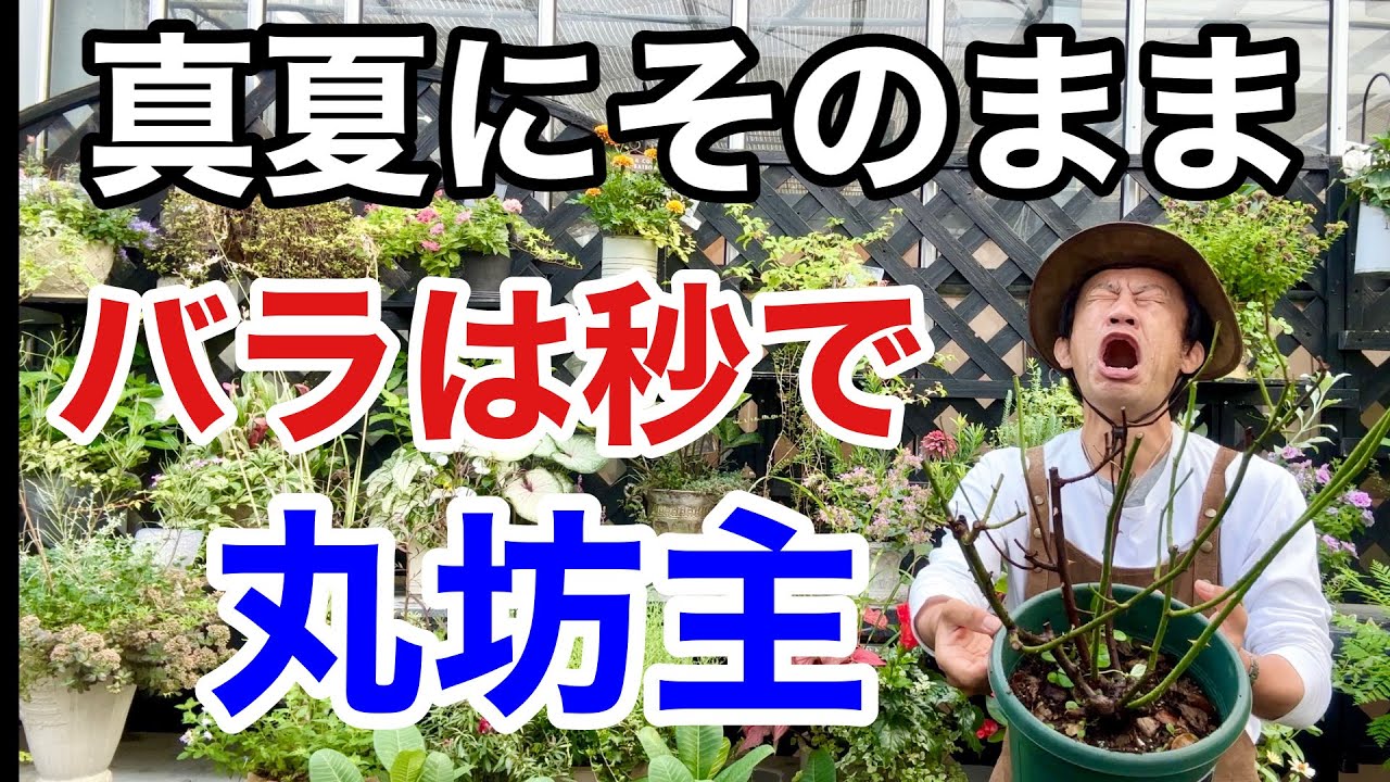 【要注意】バラの葉が無くなってしまった時にはまずこれをして下さい　　            【カーメン君】【園芸】【ガーデニング】【初心者】