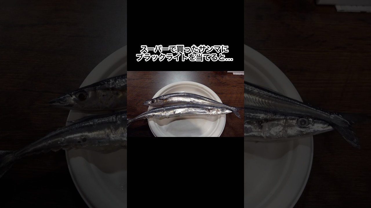 スーパーで買ったサンマにブラックライトを当てると… #shorts