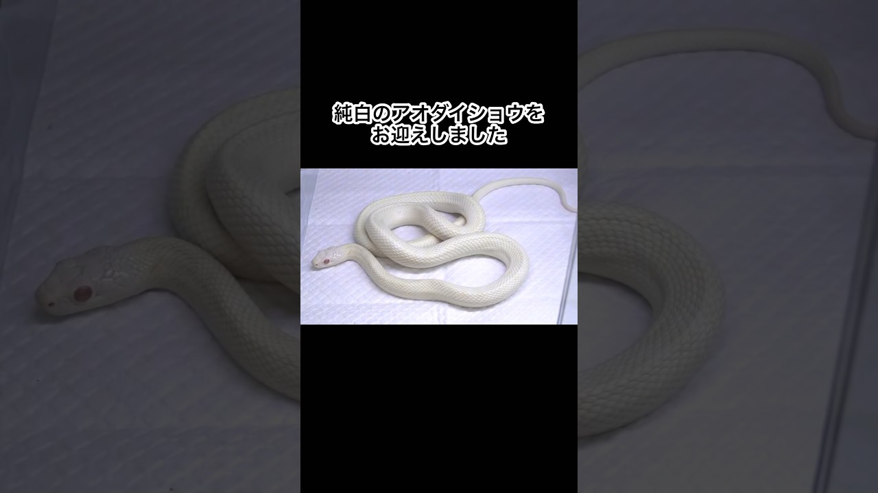 純白のアオダイショウをお迎えしました　#shorts
