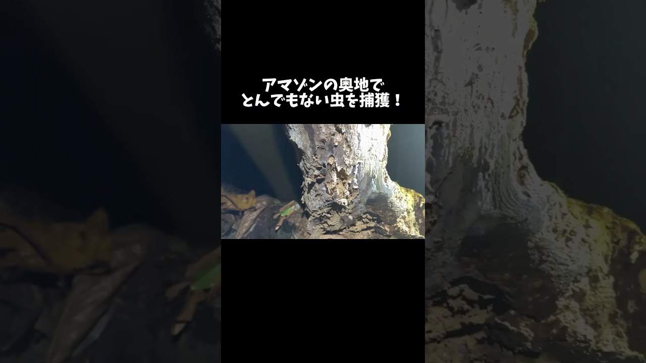 アマゾンの奥地でとんでもない虫を捕獲！　#shorts