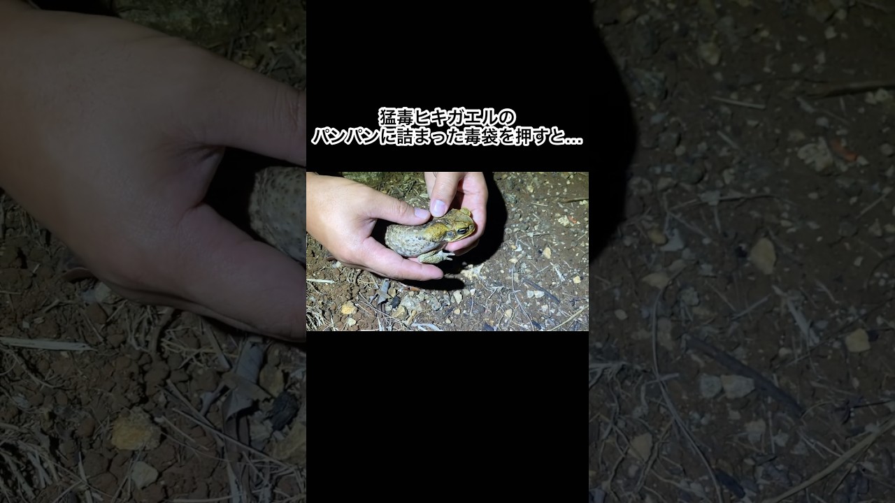 猛毒ヒキガエルのパンパンに詰まった毒袋を押すと… #shorts