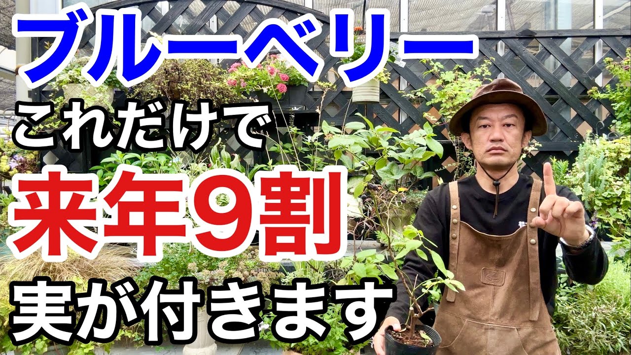 【収穫後】この作業で来年の実つきは2倍以上になります　　　　　　【カーメン君】【園芸】【ガーデニング】【初心者】【ブルーベリー】