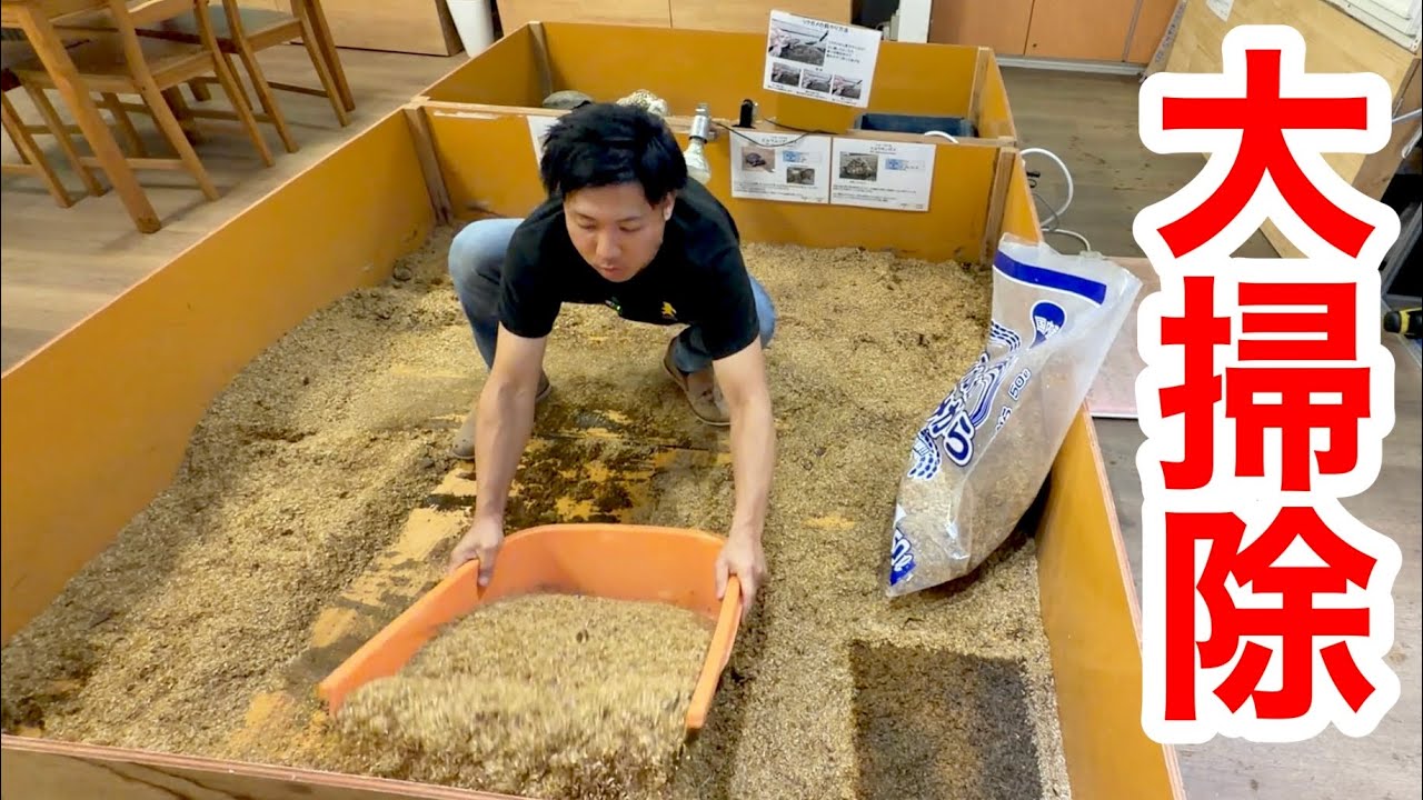 リクガメの放牧場の大掃除します