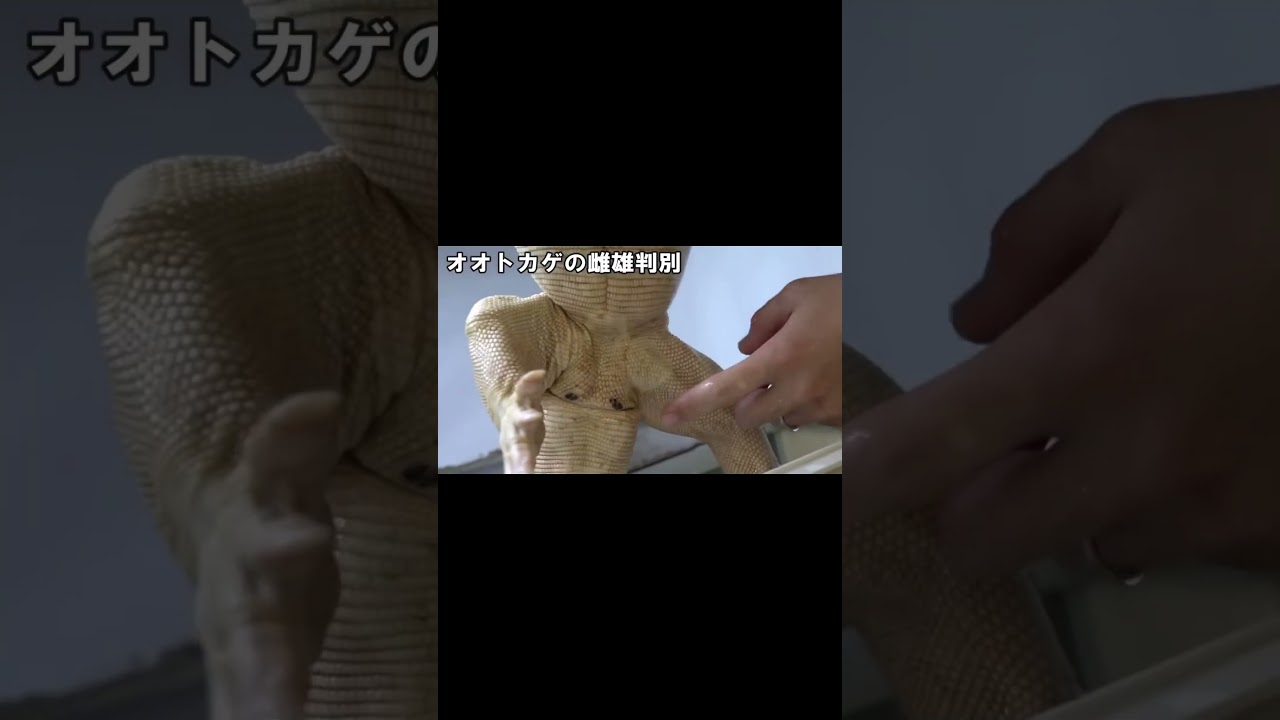 オオトカゲの性別の見分け方 #shorts