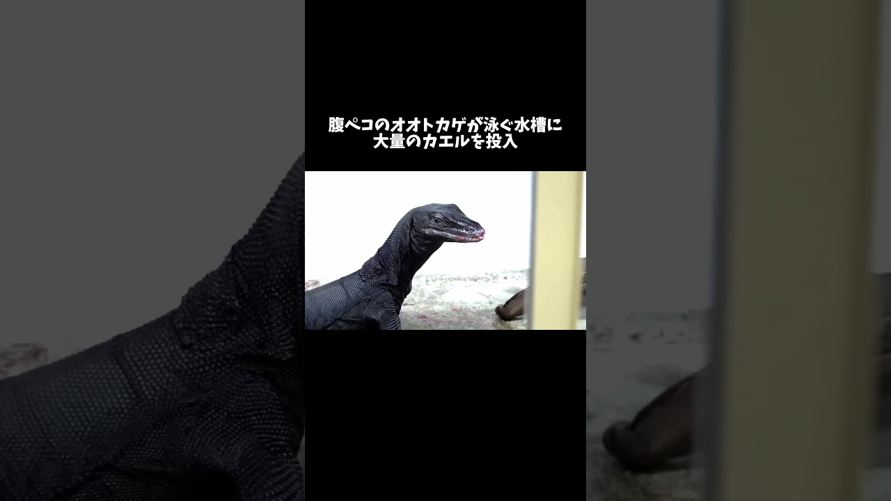 腹ペコのオオトカゲが泳ぐ水槽に大量のカエルを投入 #shorts