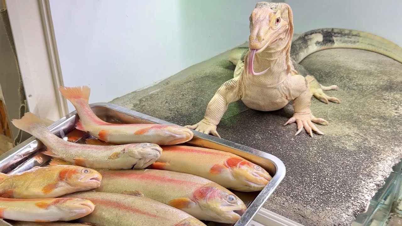 アルビノのトカゲにアルビノのニジマスを与えると・・・