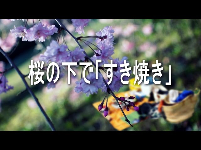 花見で「すき焼き」　SUKIYAKI under the cherry tree