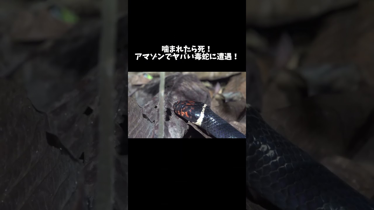 噛まれれば死！アマゾンの奥地でヤバすぎる毒ヘビに遭遇してしまった…！ #shorts