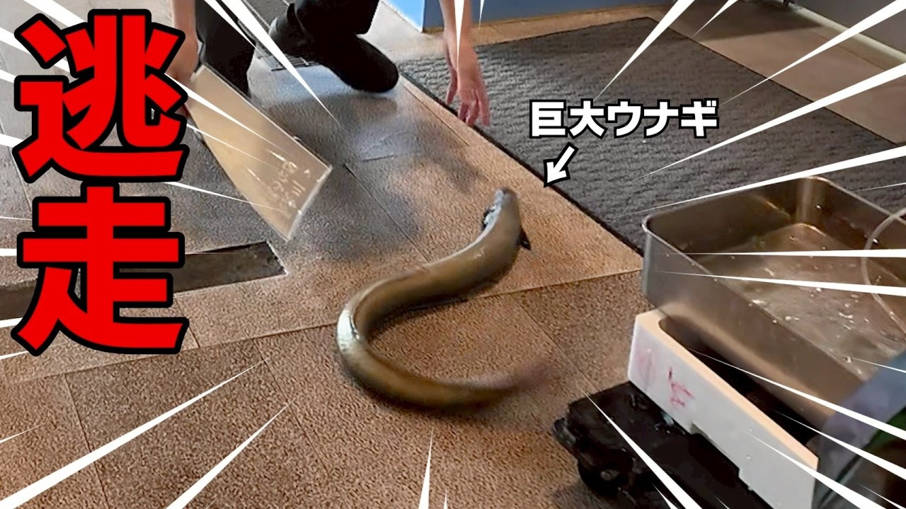 【1尾3万】とんでもない生物を購入してしまいました。疑問に思っていた事があります。