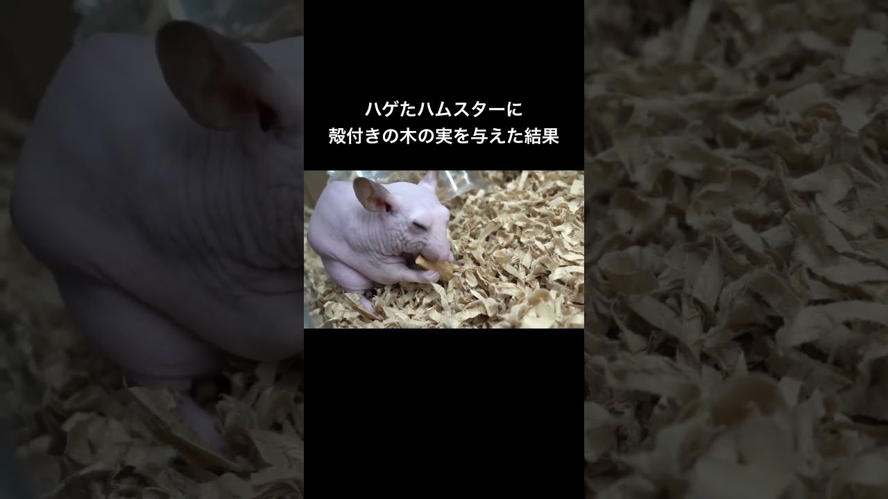 ハゲたハムスターに殻付きの木の実を与えてみると… #shorts #かわいい