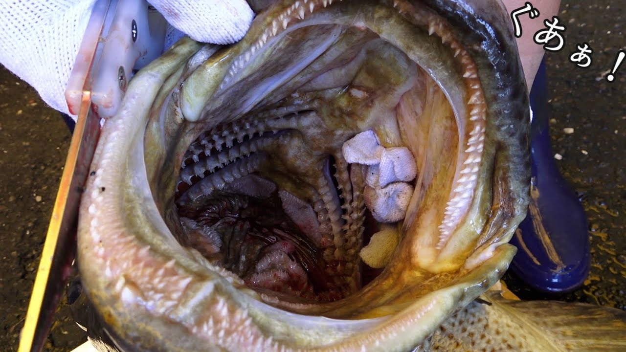 噛まれたら終了。危険すぎる生きてる巨大魚を大人二人がかりで神経〆。