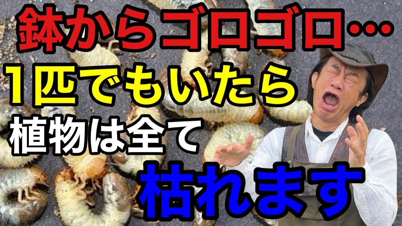 土の中の害虫は退治しないと秋からどんどん枯れてしまいます。　　【日本化薬株式会社】【ネキリムシ】【コガネムシ】【ダイアジノン粒剤】
